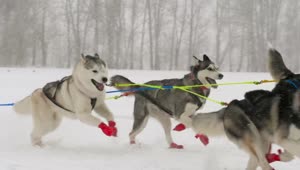 Free Video Stock team of husky sled dogs running in the snow Live Wallpaper