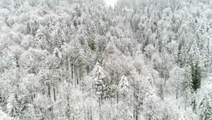 Free Video Stock texture of snow covered pine trees on the mountain Live Wallpaper