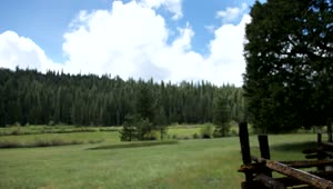 Free Video Stock the meadow in a pine forest Live Wallpaper