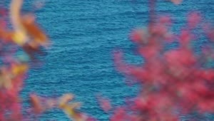 Free Video Stock the sea seen from afar between plants Live Wallpaper