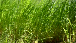 Free Video Stock thick wild grass in the sun Live Wallpaper