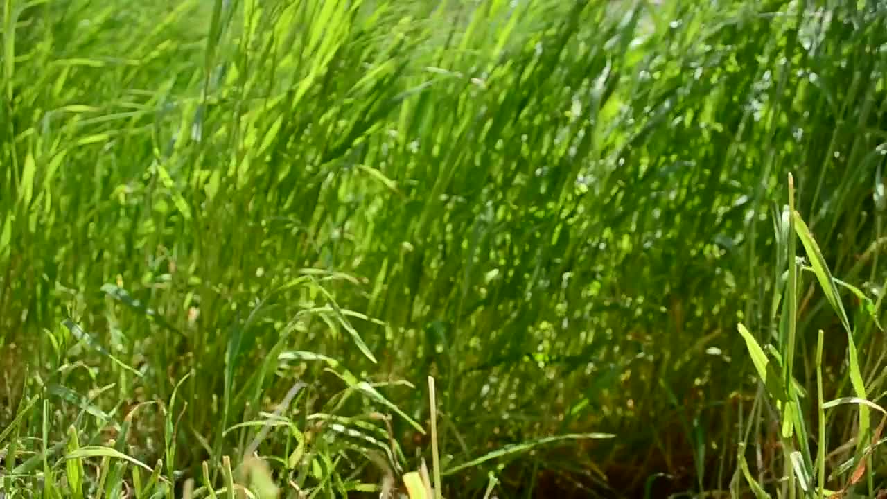 Download Free Video Stock thick wild grass in the sun Live Wallpaper