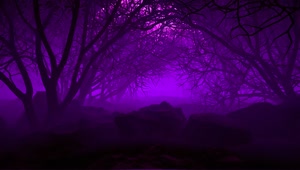 Free Video Stock through a poisonous forest with purple haze Live Wallpaper