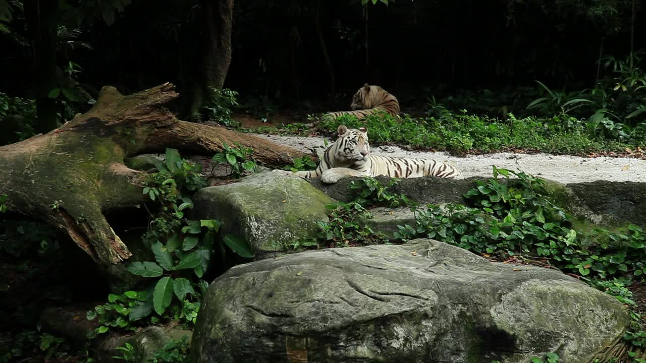 Download Free Video Stock tiger laying by a fallen tree Live Wallpaper