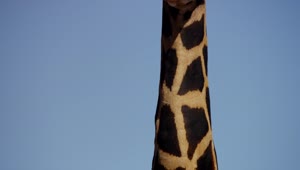 Free Video Stock tilt shot of the neck and head of a giraffe Live Wallpaper