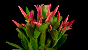 Free Video Stock timelapse of a blooming cactus Live Wallpaper