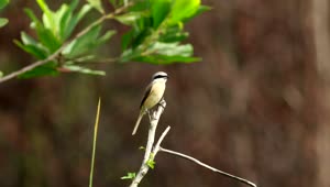 Free Video Stock tiny bird sitting at the end of a branch Live Wallpaper