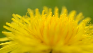 Free Video Stock tiny bugs on a dandelion Live Wallpaper