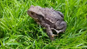 Free Video Stock toad resting in the grass Live Wallpaper