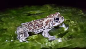 Free Video Stock toad sitting in a stream Live Wallpaper