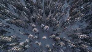 Free Video Stock top shot of a winter forest full of pine trees Live Wallpaper