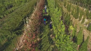 Free Video Stock top view of labourers in tree farm Live Wallpaper