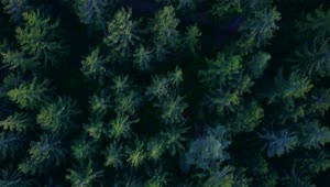 Free Video Stock top view of the tip of the pines in the Live Wallpaper