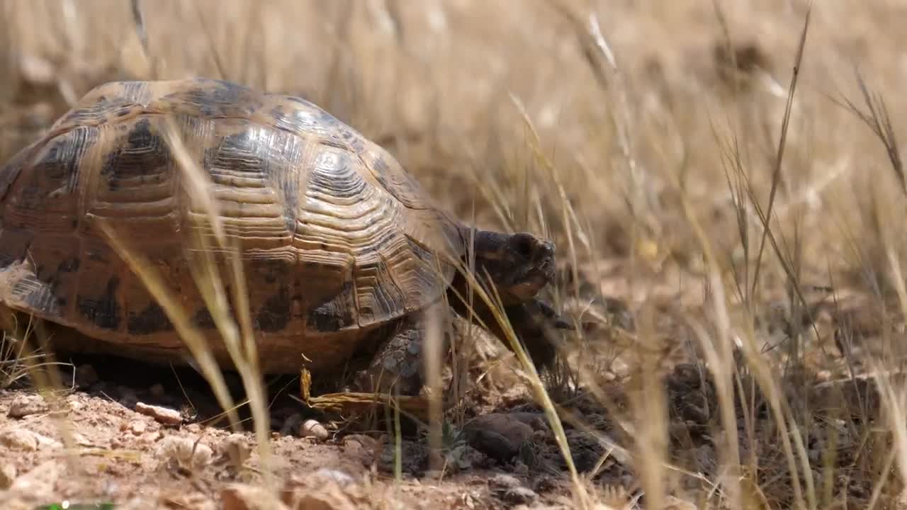 Download Free Video Stock tortoise walking through grass Live Wallpaper