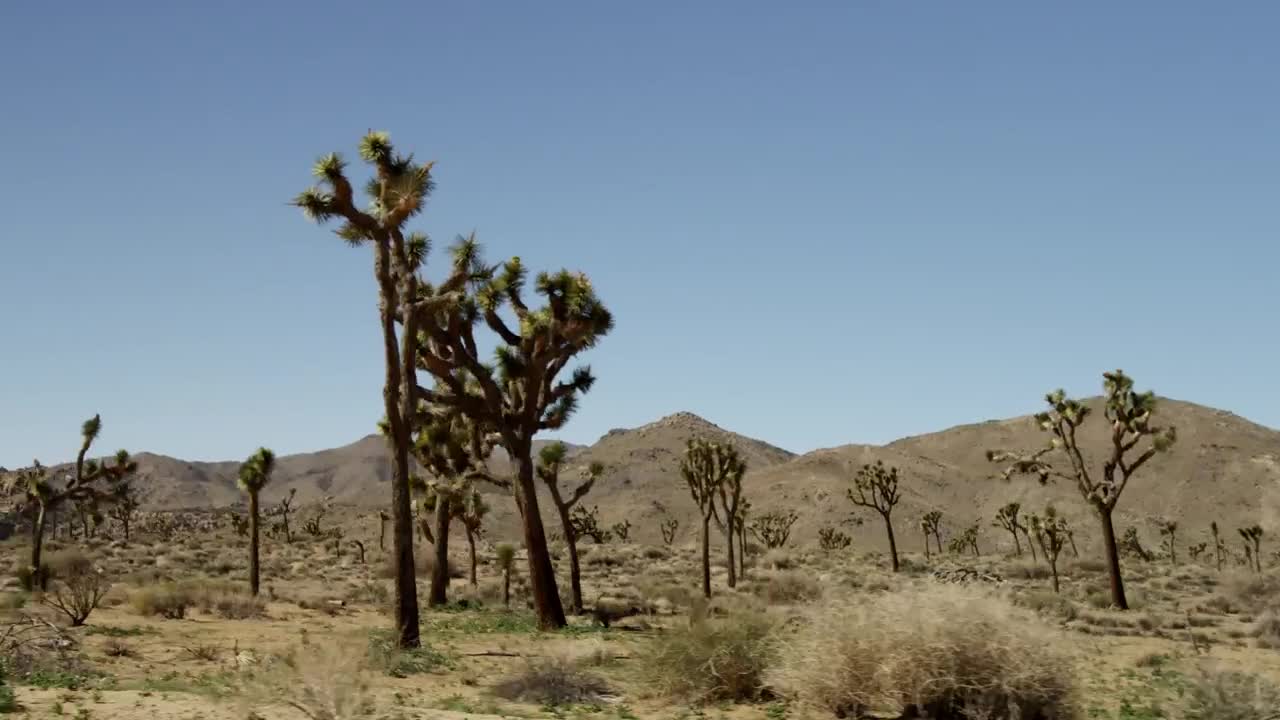 Download Free Video Stock tour in the desert Live Wallpaper