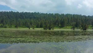 Free Video Stock touring a lake in the middle of a large pine  largeLive Wallpaper