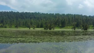 Free Video Stock touring a lake in the middle of a large pine Live Wallpaper