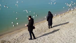 Free Video Stock tourists taking photos of seagulls Live Wallpaper