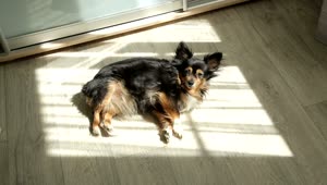 Free Video Stock toy terrier taking a sunbath in the floor Live Wallpaper