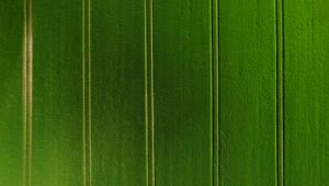 Free Video Stock tractor lanes in a green field Live Wallpaper