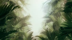 Free Stock Video Walking Through Tropical Plants And Fog Live Wallpaper