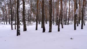 Free Stock Video Walking Through A Snowy Forest Live Wallpaper