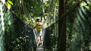 Free Stock Video Walking On A Suspension Bridge In The Jungle Live Wallpaper