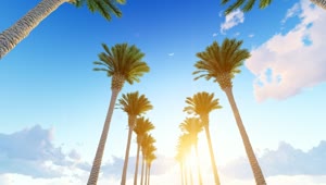 Free Stock Video Walking Down A Hallway Of Tall Palm Trees Live Wallpaper