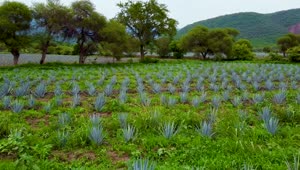 Free Stock Video View To An Agaves Harvest Field Live Wallpaper