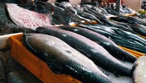 Free Stock Video Variety Of Fresh Fish In The Market Live Wallpaper