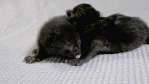 Free Stock Video Two Newborn Black Cats Live Wallpaper