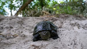Free Stock Video Turtle Walking Slowly In The Sand Live Wallpaper