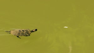 Free Stock Video Turtle Swimming In A Pond Of Greenish Water Live Wallpaper