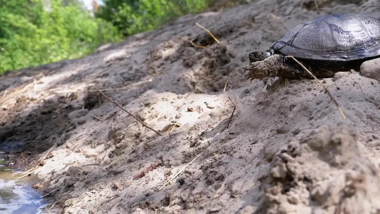 Download Free Stock Video Turtle Getting Into A River Live Wallpaper