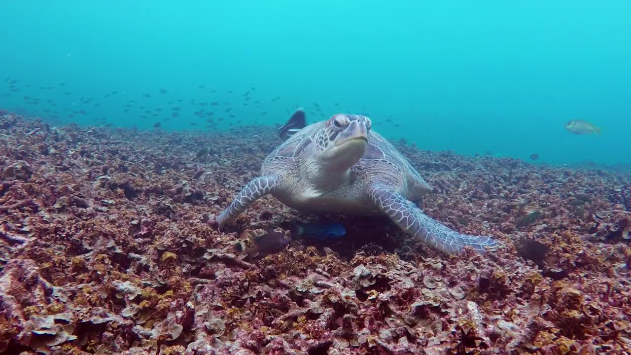 Download Free Stock Video Turtle Feeding On The Bottom Of The Sea Live Wallpaper