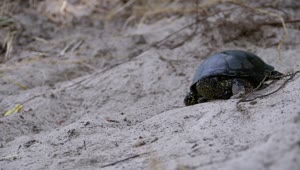 Free Stock Video Turtle Crawling On The Sand On The Beach Live Wallpaper