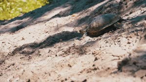 Free Stock Video Turtle Coming To A Pond To Swim Live Wallpaper