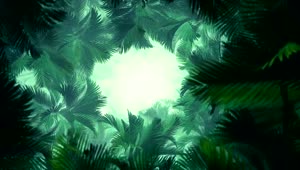 Free Stock Video Tunnel Of Light Through Tropical Palm Trees Live Wallpaper