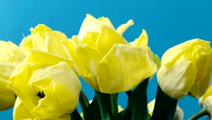 Free Stock Video Tulips In The Sunshine Live Wallpaper