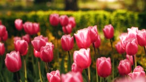 Free Stock Video Tulip Garden In Spring Live Wallpaper