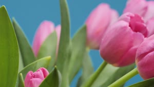 Free Stock Video Tulips In A Close Up Shot Live Wallpaper