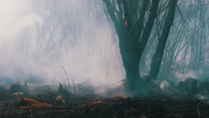Free Stock Video Tree On Fire In The Forest Live Wallpaper