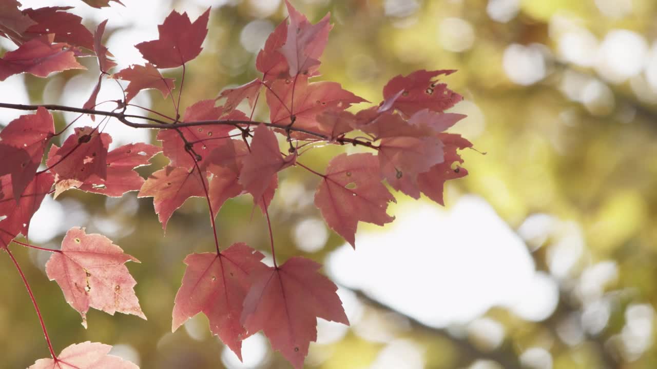 Download Free Stock Video Tree Leaves In Autumn Close Up Live Wallpaper