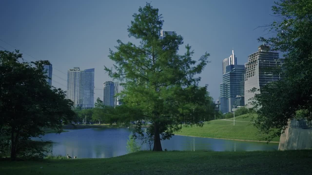 Download Free Stock Video Tree In A Sunny Park In A Big City Live Wallpaper