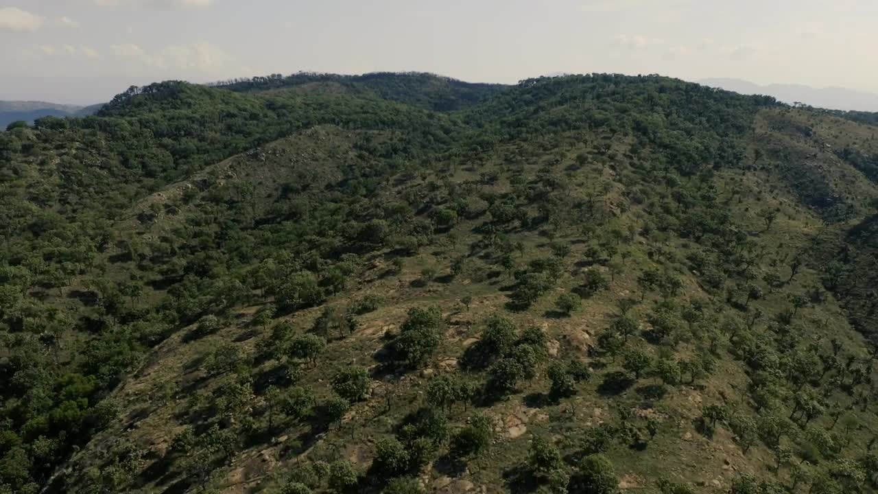 Download Free Stock Video Tree Covered Mountains Live Wallpaper