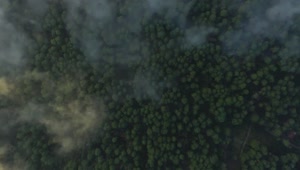 Free Stock Video Tree Covered Forest From Above Through The Clouds Live Wallpaper