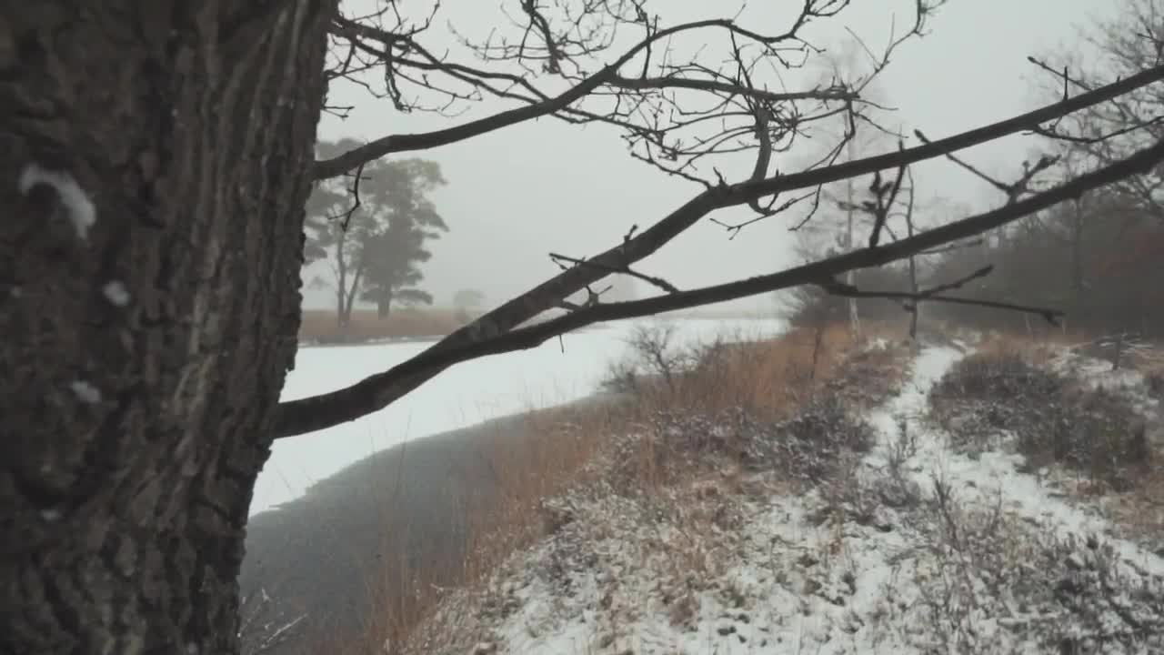 Download Free Stock Video Tree Branches In A Forest During Winter Live Wallpaper