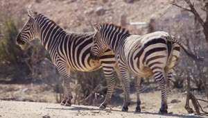 Free Stock Video Zebras Standing In The Desert Sun Live Wallpaper