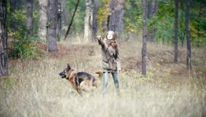 Free Stock Video Young Woman Throwing A Stick Away At Her Dog Live Wallpaper