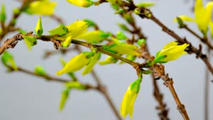 Free Stock Video Yellow Flowers Blooming On The Branches Of A Tree Live Wallpaper